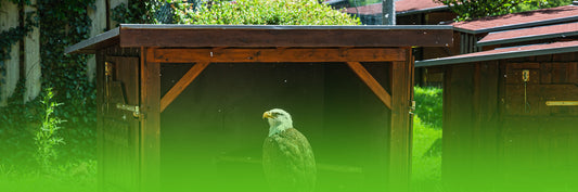 Do You Need Planning Permission for a Garden Shed in Northern Ireland?
